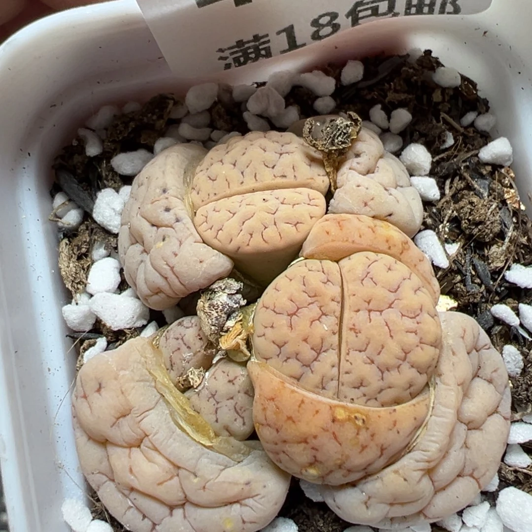 【闪购商品】489……