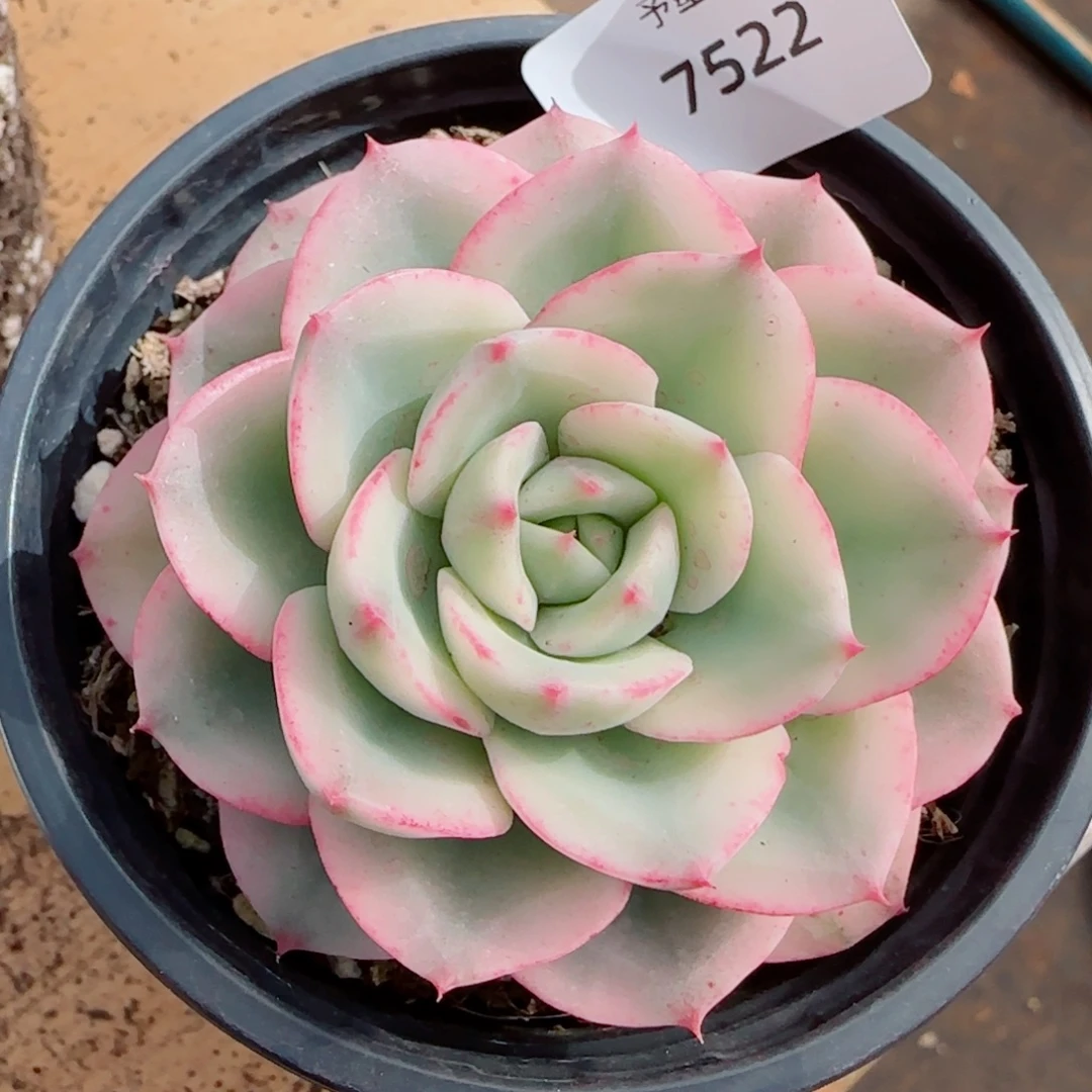 黄桃锦，7522多肉植物