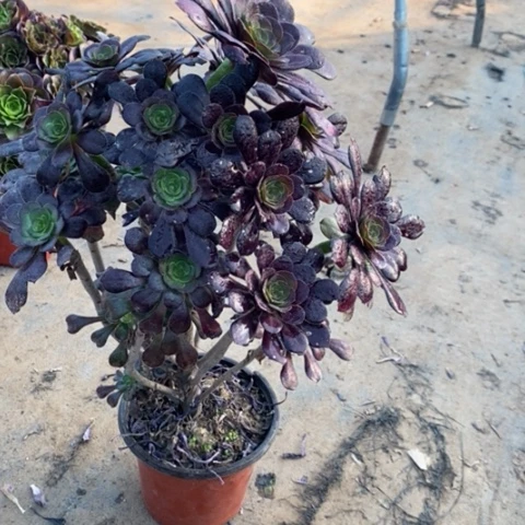 圆叶29多肉植物法师