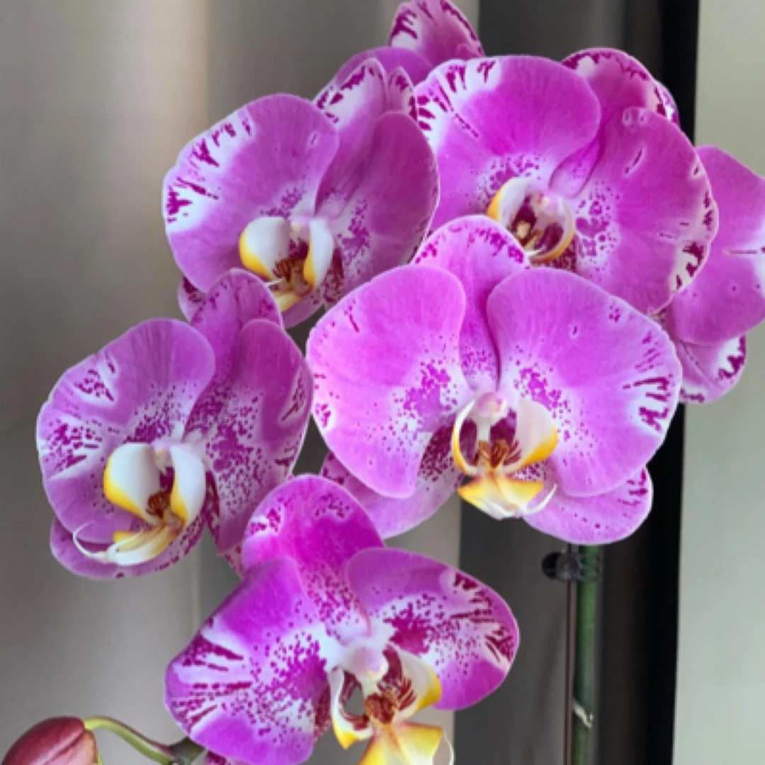 蝴蝶兰《藏宝图》大花阳台盆栽桌面花卉盆栽