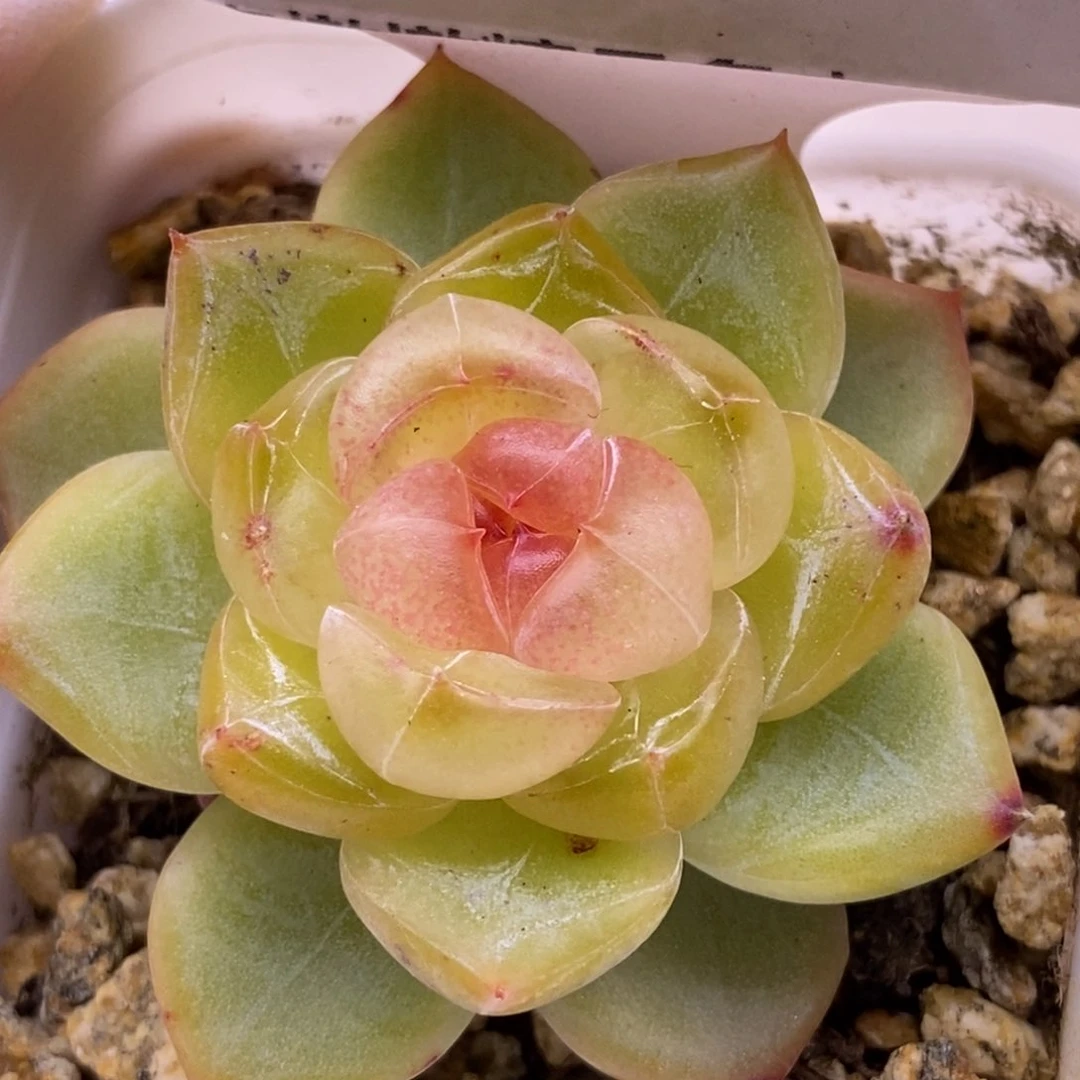 【闪购商品】14-145钻石珍妮