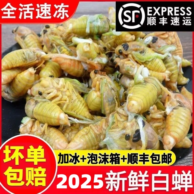 【顺丰包邮】2025新鲜知了猴安徽竹林白蝉活体速冻野生爬叉蛹盐焗