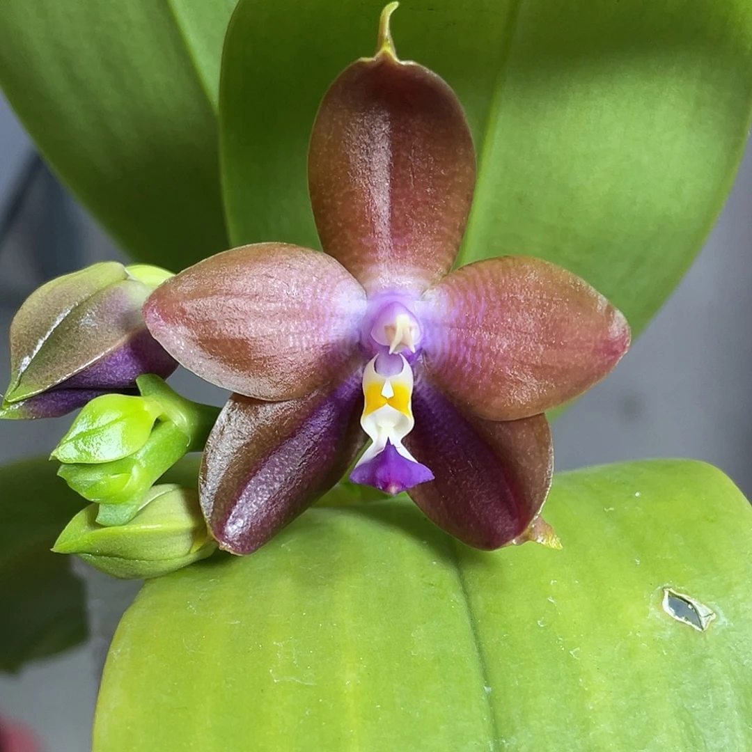 完全开放特价无根不售后 497号