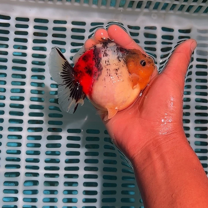 金鱼包邮12245825