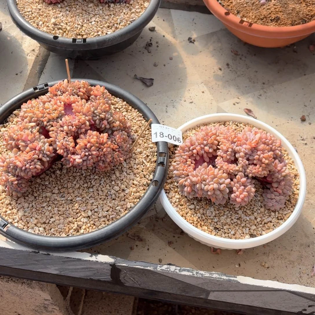 啵***18.006星影缀化两个