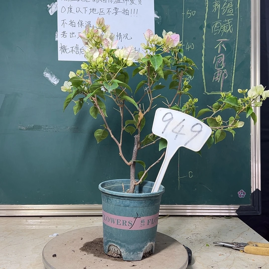 完全开放  广红樱  949