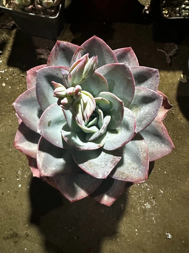 1盆布鲁蓝多肉植物阳台绿植好养高颜值办公室装饰
