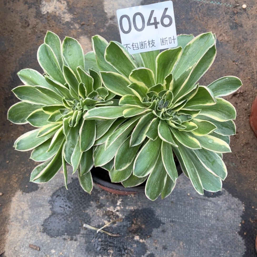 大叶绿玫瑰锦缀化