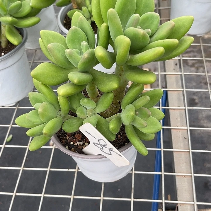 两单包邮，一物一拍85芒果奶