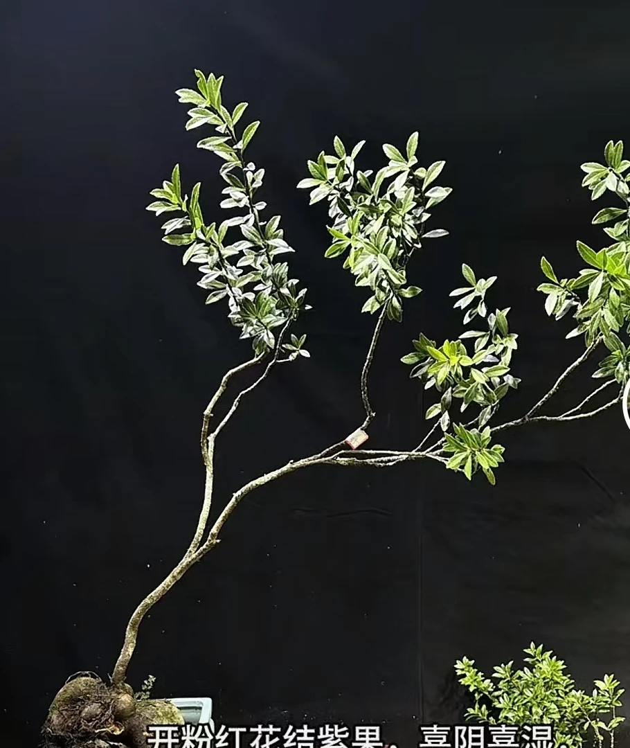 云南小叶香花五翅莓