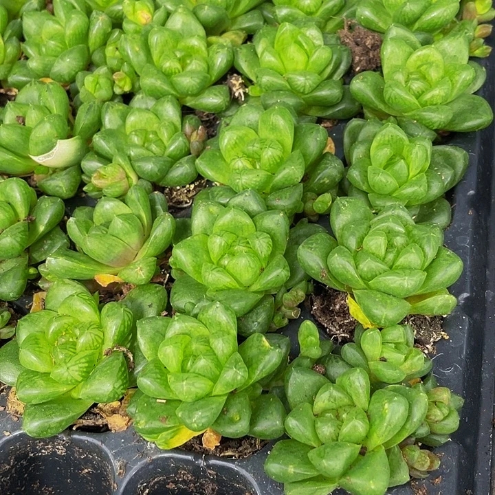 小草玉露1元带土发货