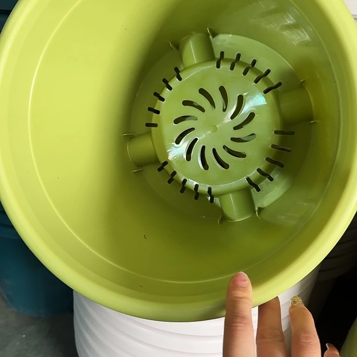 四季5号果绿无托10个特价微瑕