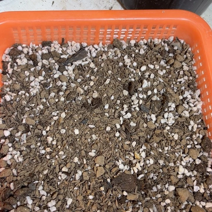 当前无花栽培后可以开花5斤花土