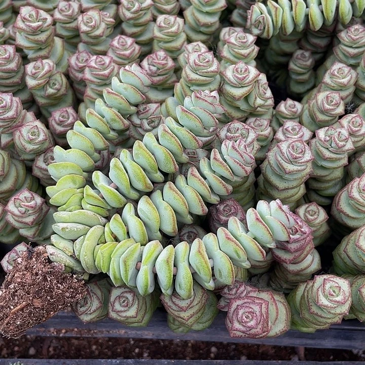 小钱串群1元带土发