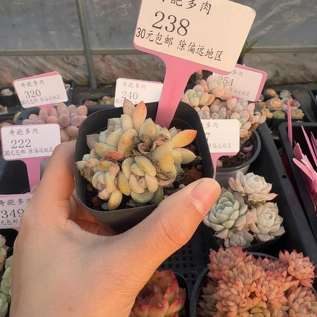 238 多肉脱土 群生不包整 30元包邮除偏远