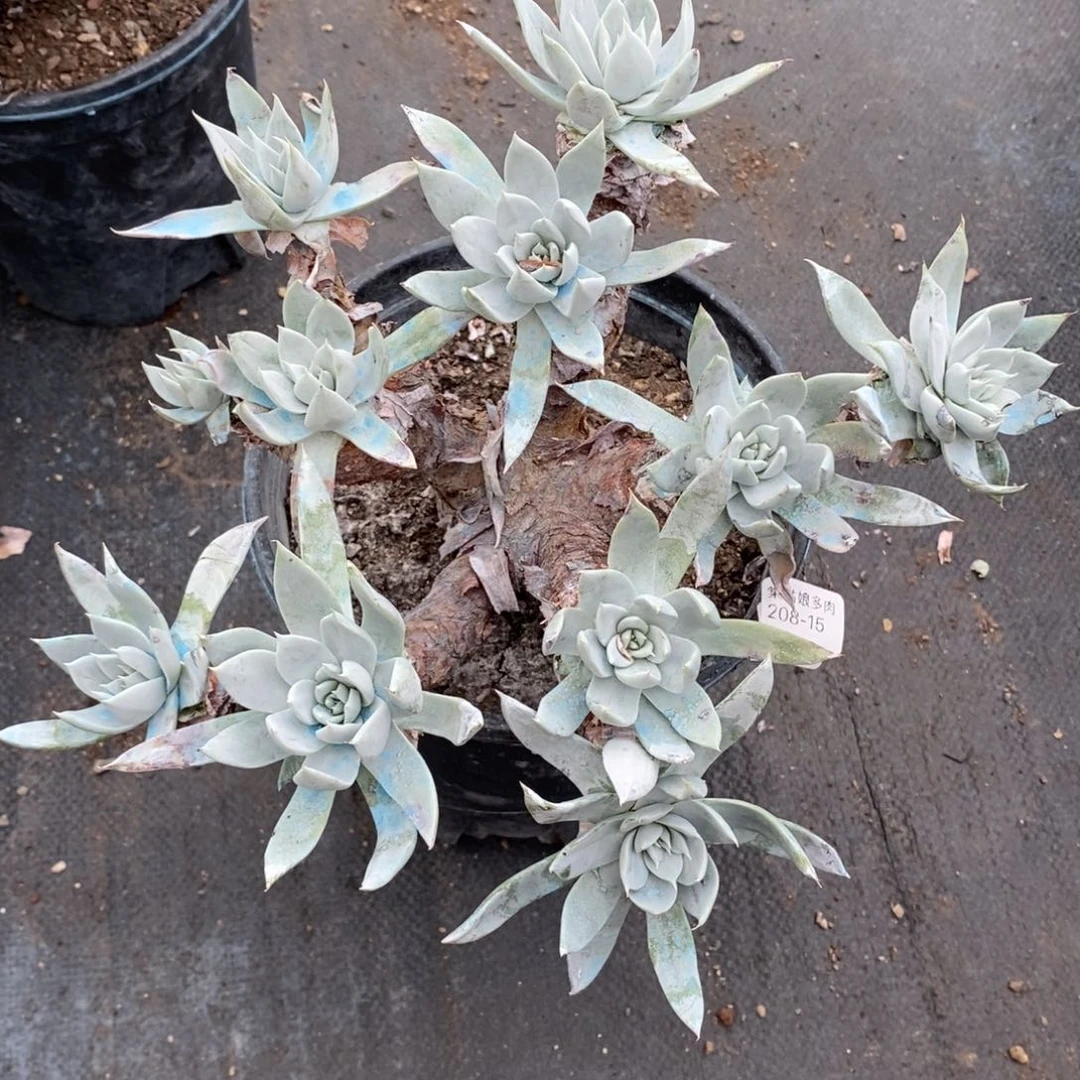 15号苹果叶大群瑕疵