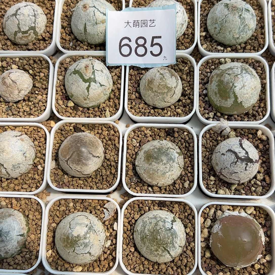 0000685量拍大灯泡1颗尺寸不低于2.0脱土发
