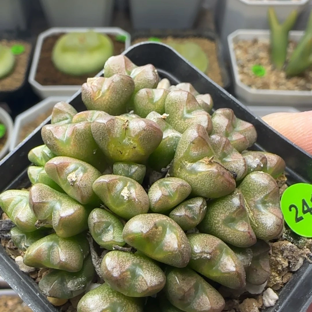 透明嘟嘟多肉植物241