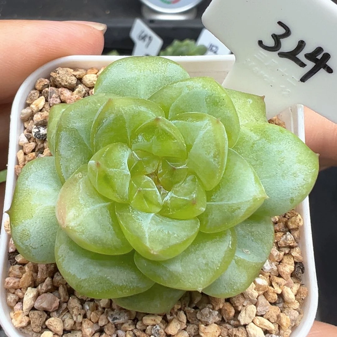 324号风花雪月系列