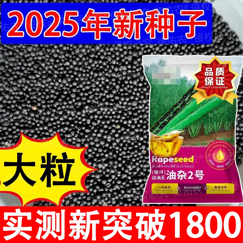 高产油菜种子矮杆杂交早熟大粒正品原装油菜籽榨油抗倒专用抗冻