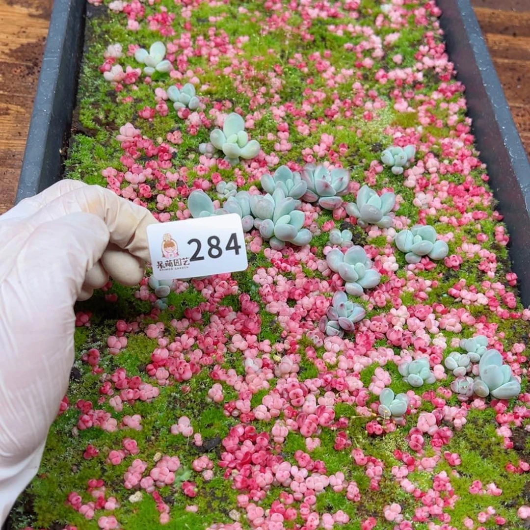 用****2多肉植物多肉植物