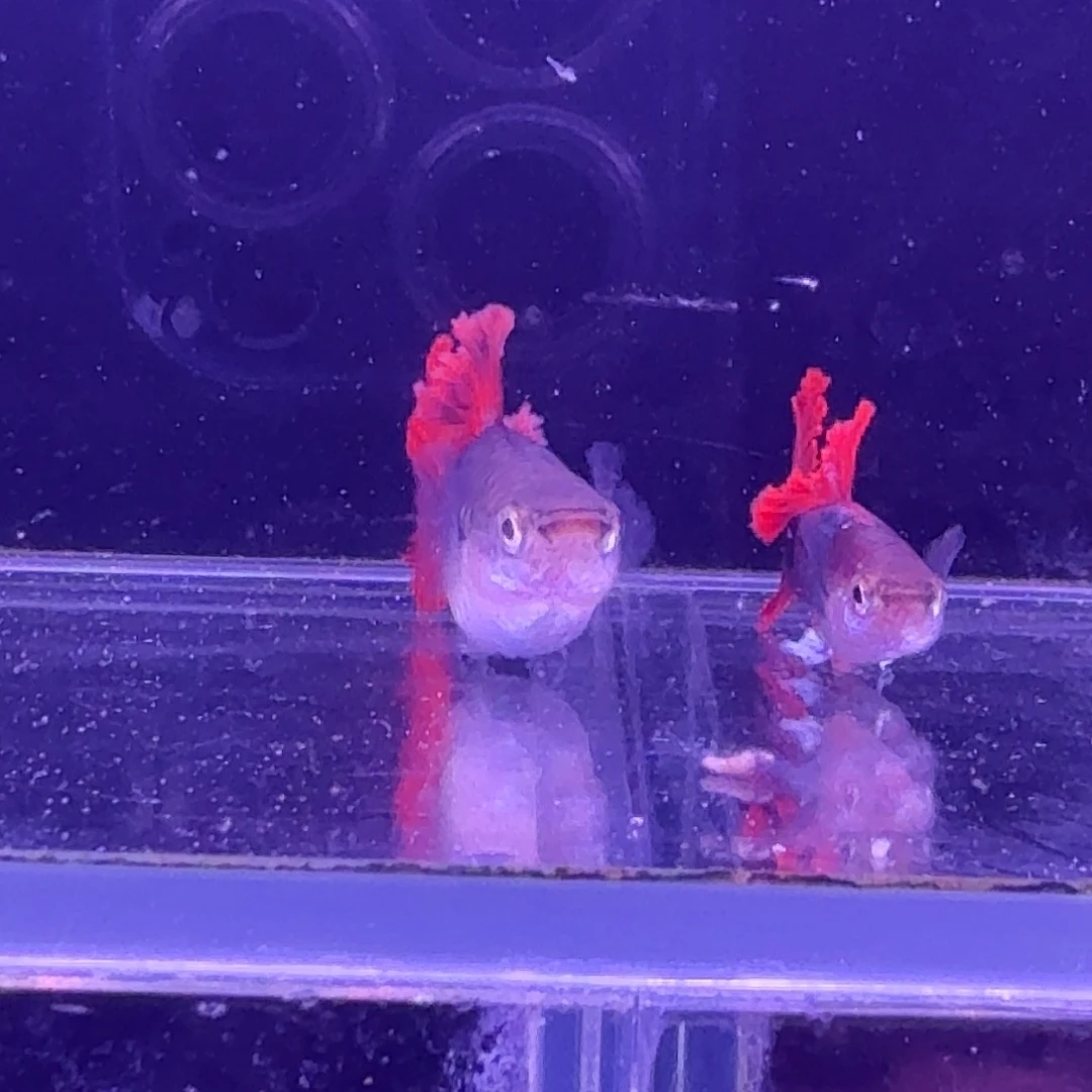 孔雀鱼折扇菊花帆1对