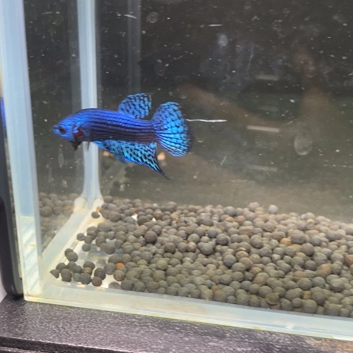 斗鱼泰国斗鱼198号