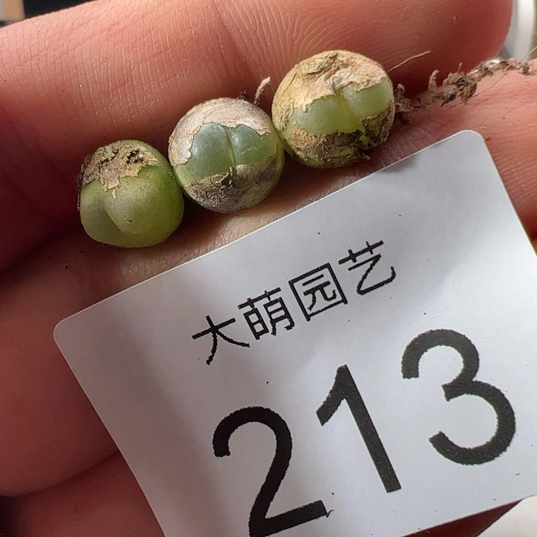 0000213 一物一拍……