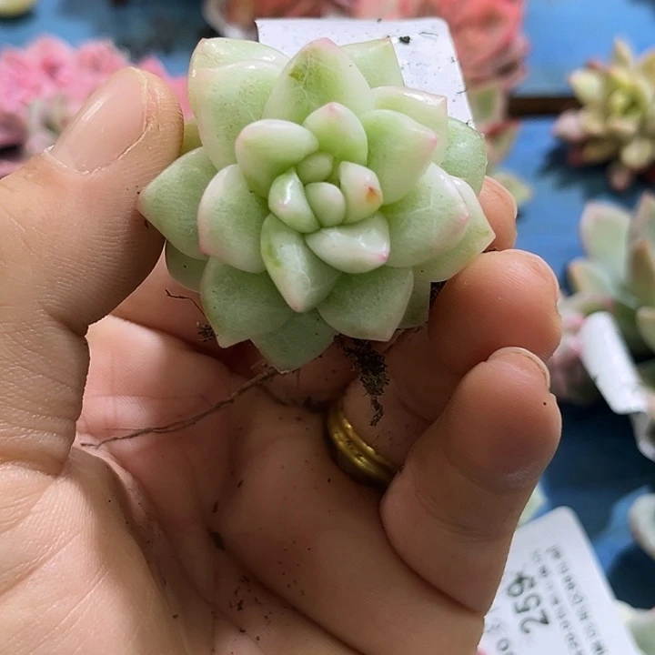 172冰月亮锦炸多肉植物