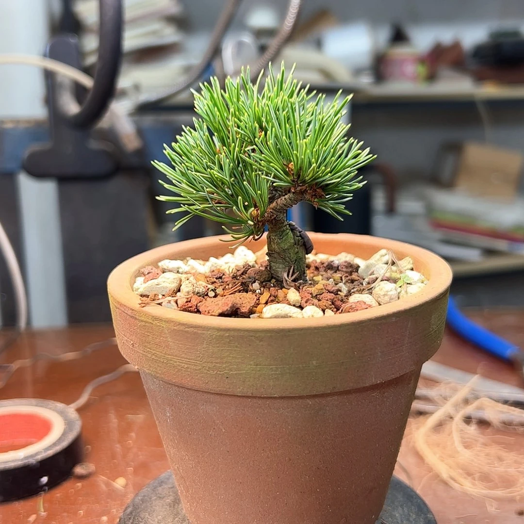 无花朵健健康康快快乐乐