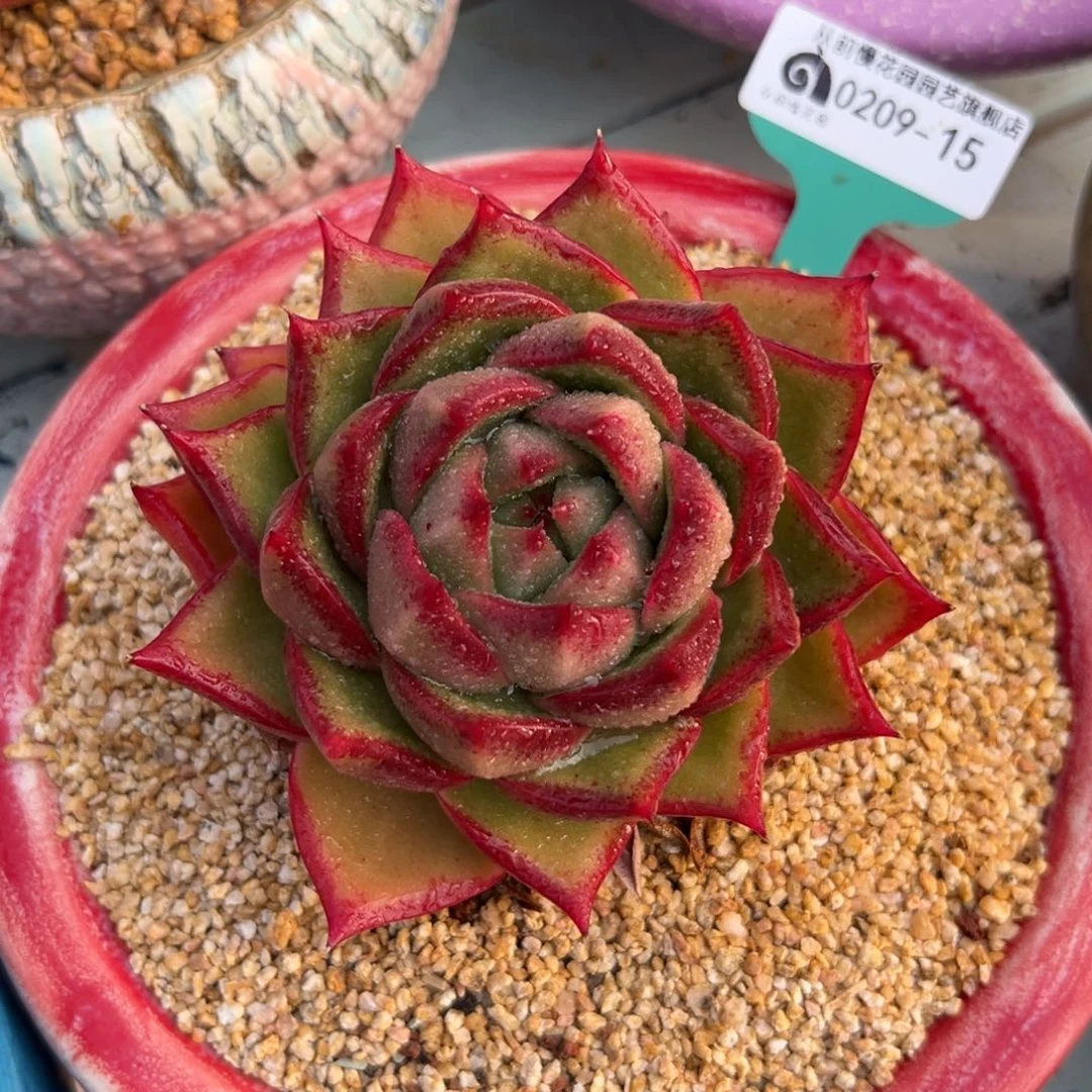 多肉一物一拍0209-15