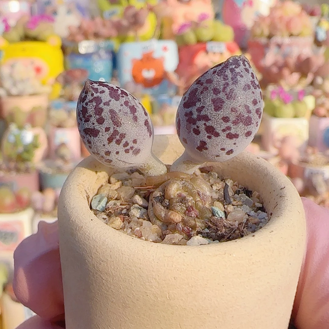 L 达摩白丸 盆口3cm