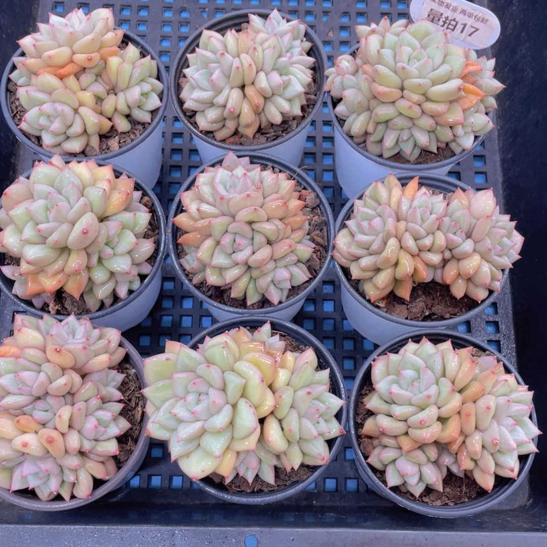 量拍17号黄金象牙群生一个