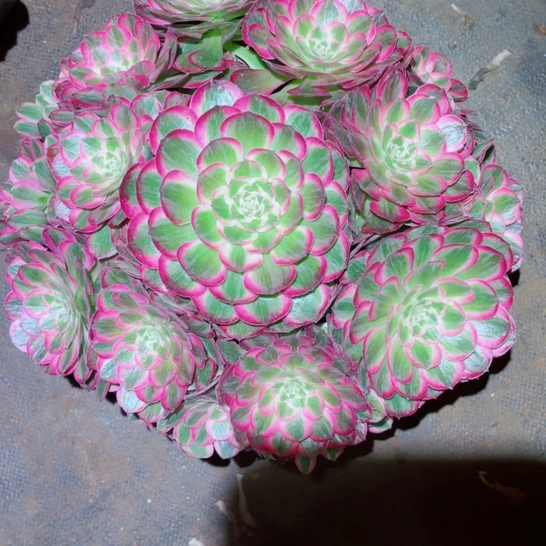张***云云南多肉植物孔雀翎