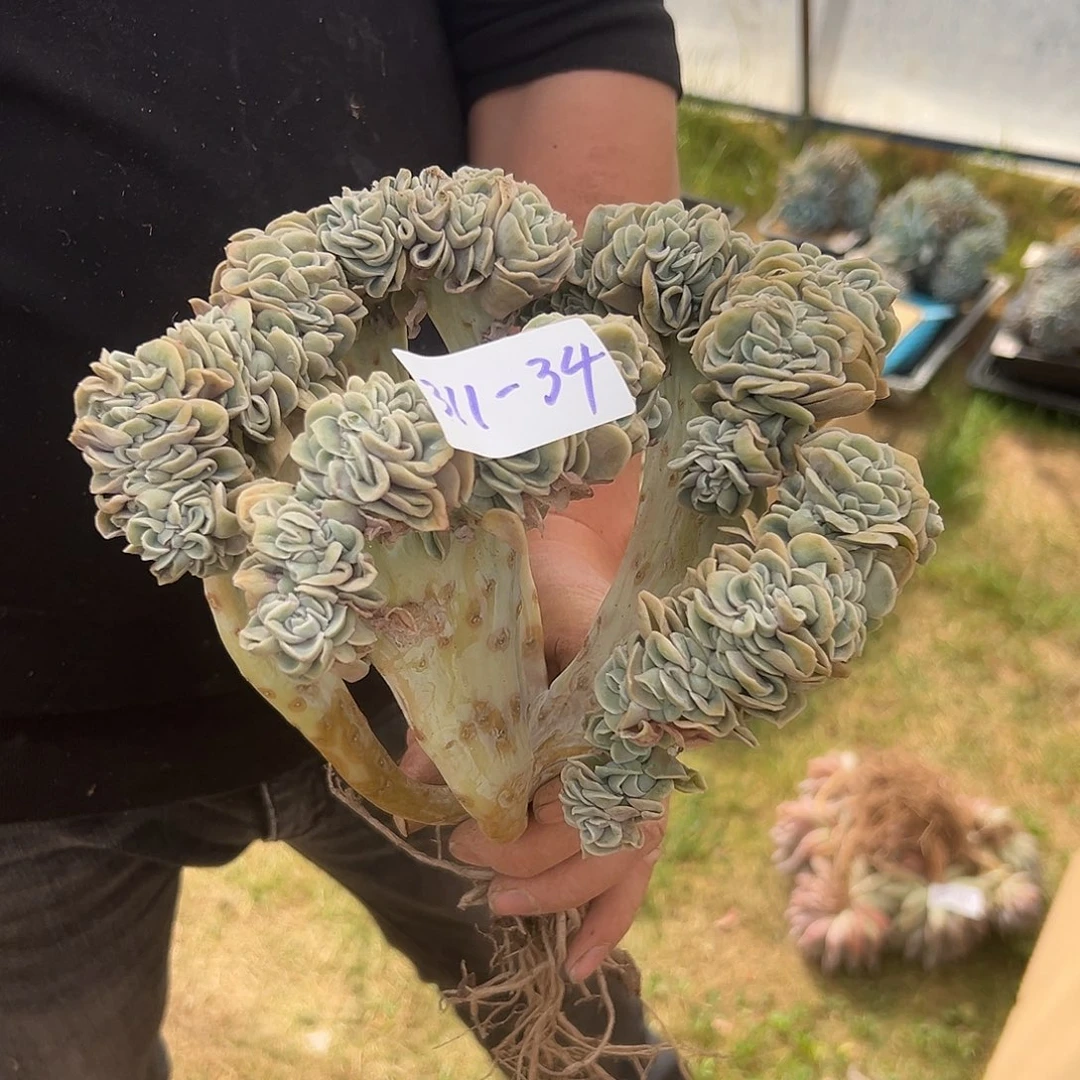 菜*花311-34可爱玫瑰缀化多肉瑕疵