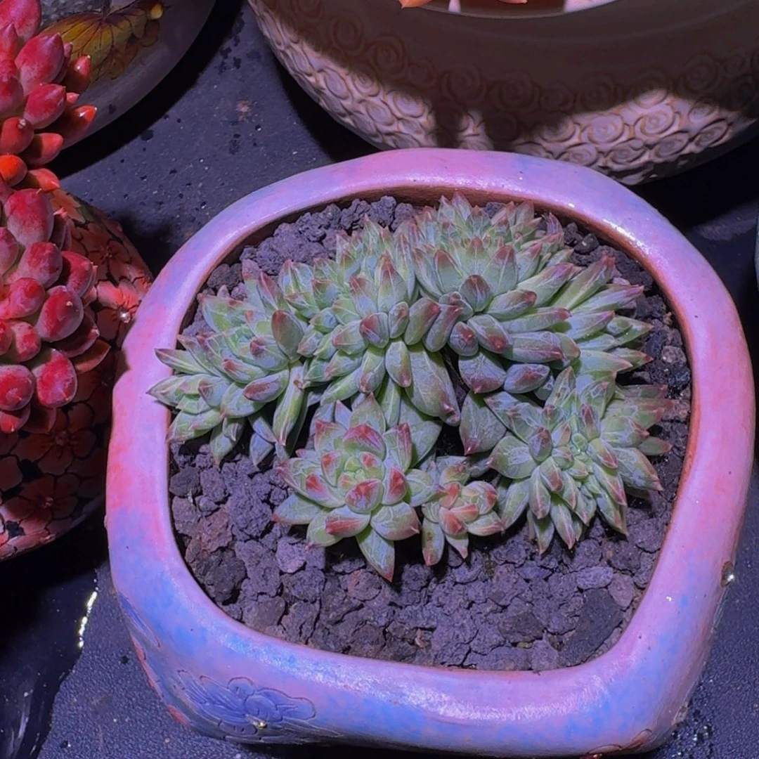 黄千手 缀化  一物一拍