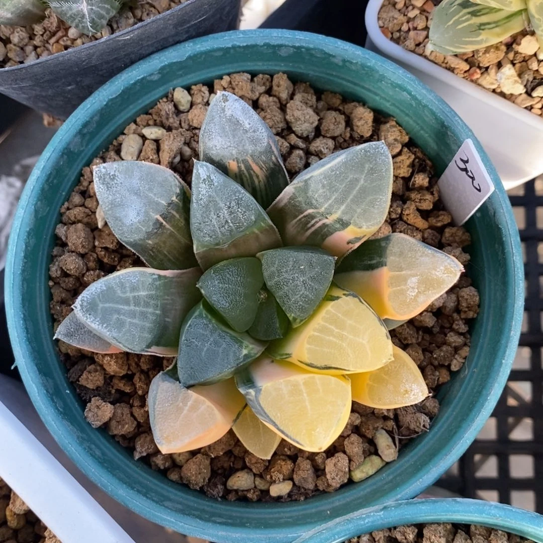 一颗实生大克锦。