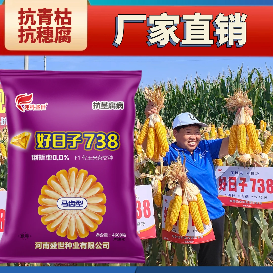 金钻版好日子738倒折率0.0抗青枯抗穗腐高产玉米种子推荐