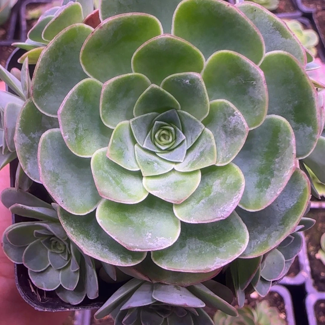 墨粉红捧花8厘米112424272757572
