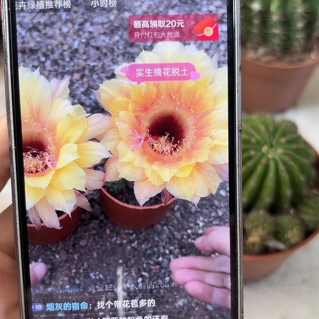 彩草黄金丝5.5公分带崽有干皮