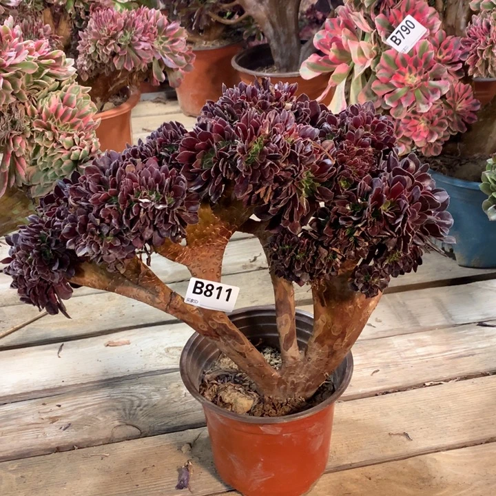 811欧紫缀多肉法师