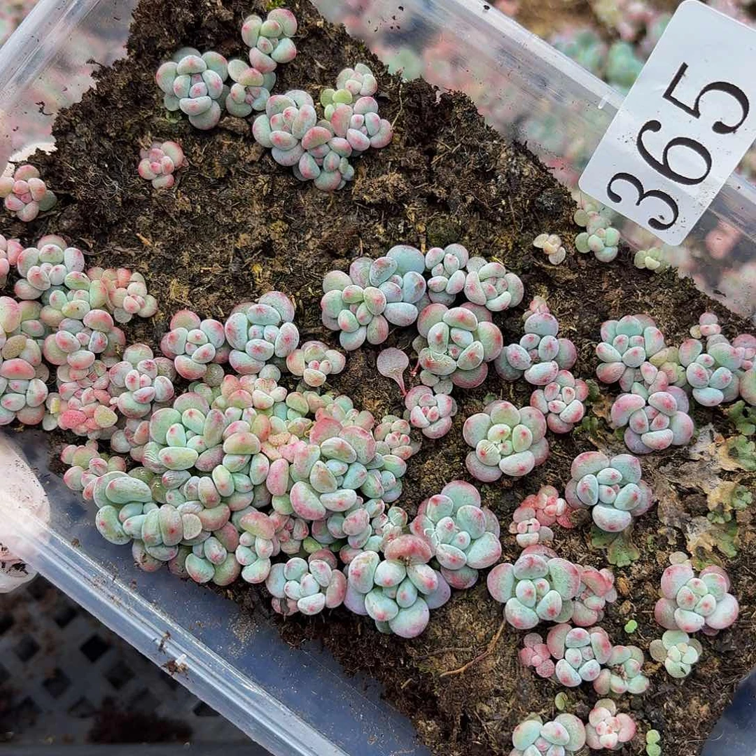 多肉植物多肉植物365