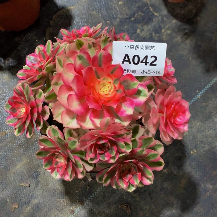 琴倾城法师04200