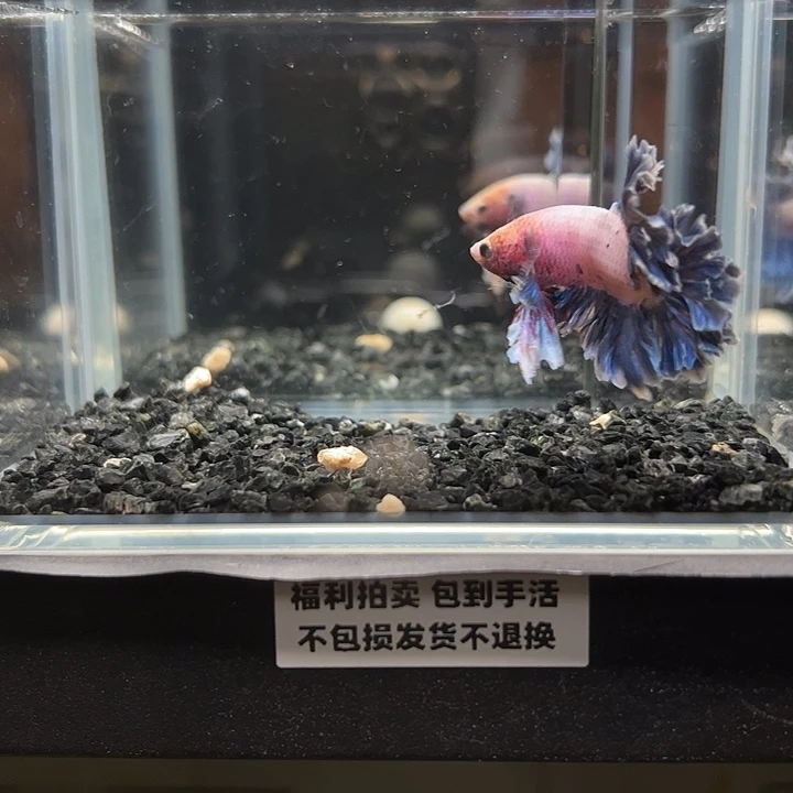 斗鱼竞拍跑单拉黑26日100