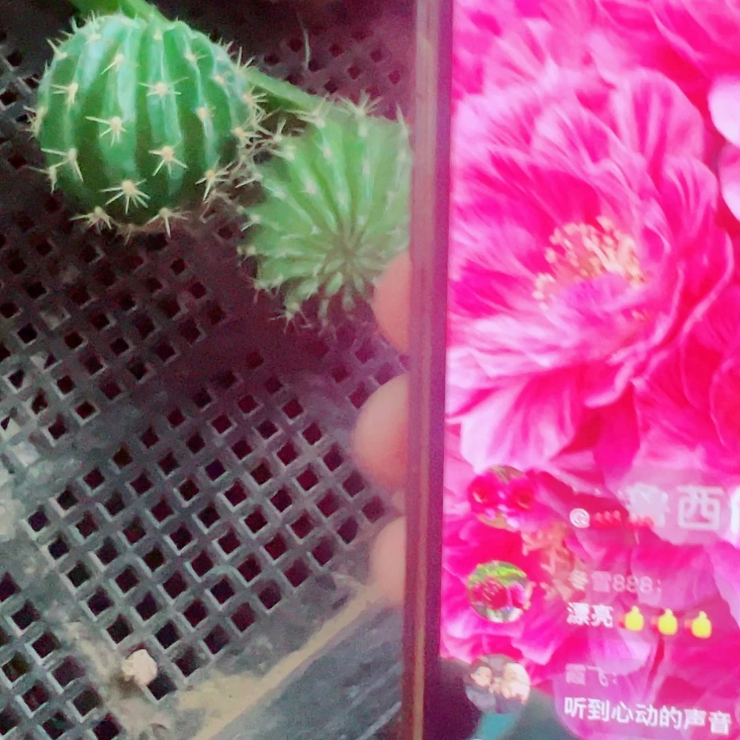 丽花 血线 侧芽 满20包邮