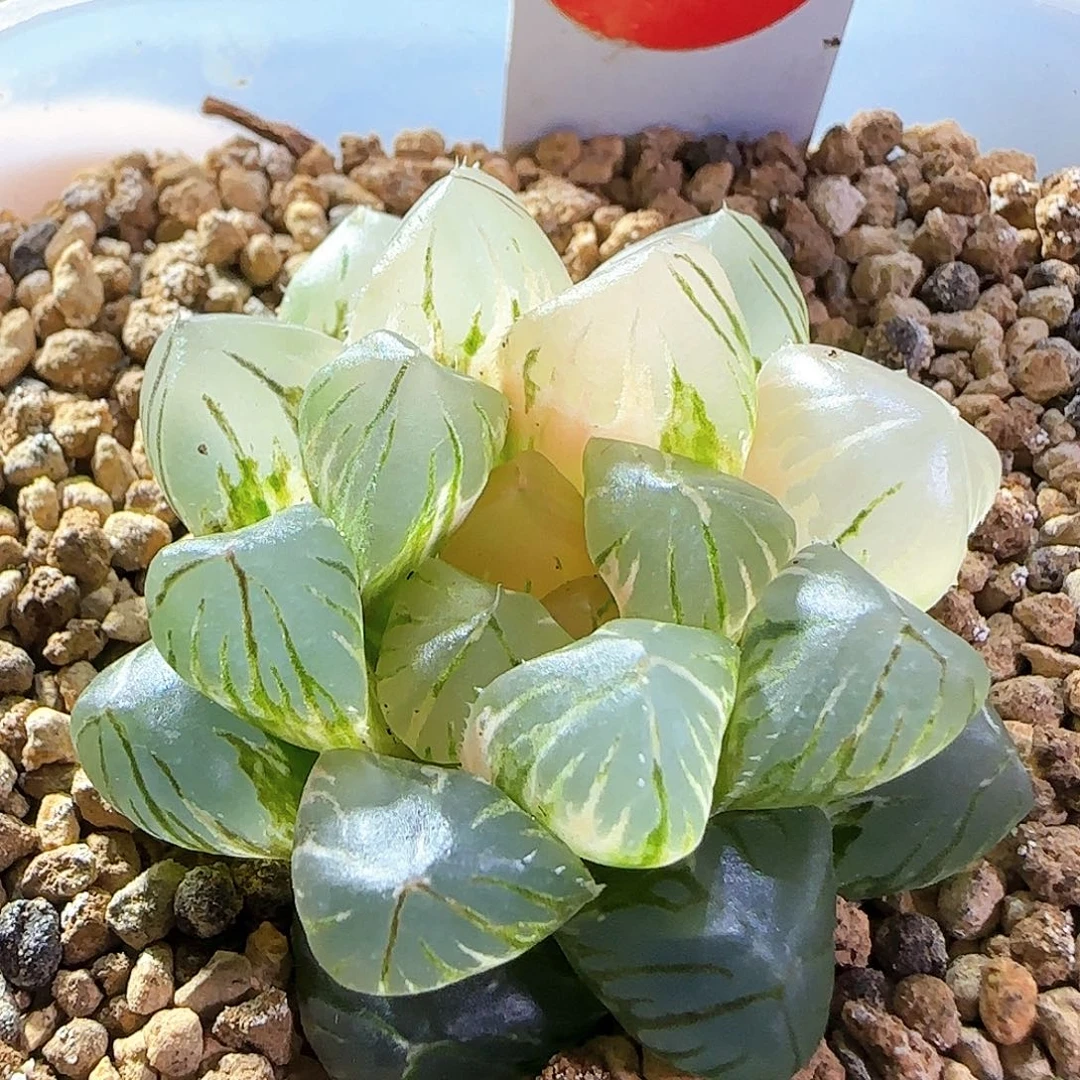 487号OM玉露锦一物一拍带盆土