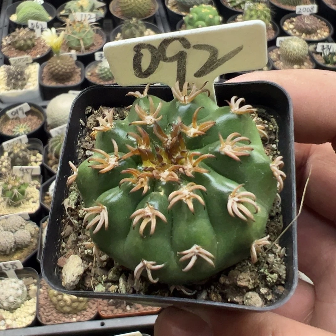 092猫爪圆盘玉实生