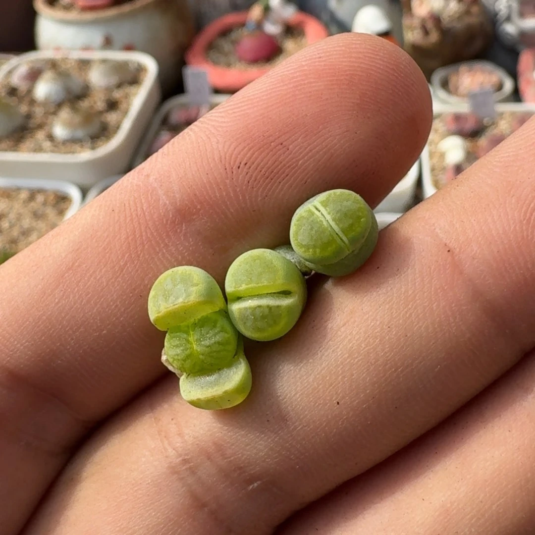 *️***F071绿李版绿菊回交