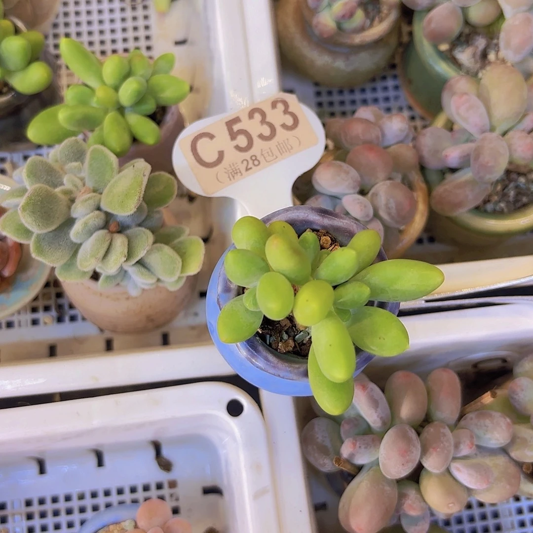 C533芒果奶一物一拍