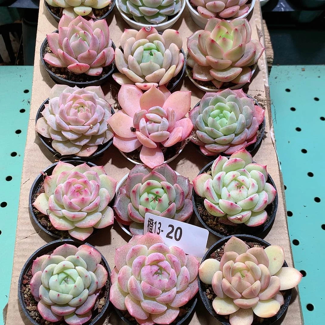 13-20一物一拍带盆18颗。